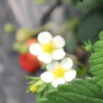 IMG_6982