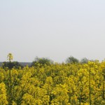 IMG_6987