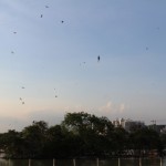 IMG_7398