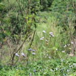 IMG_7563